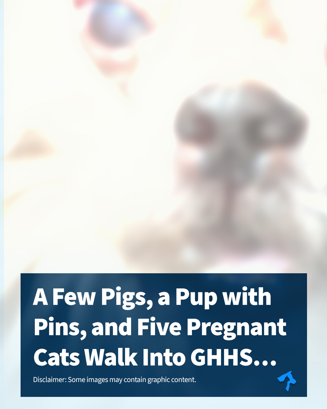 A Few Pigs, Some Pups, and Five Pregnant Cats walk into GHHS... | Greater Huntsville Humane Society