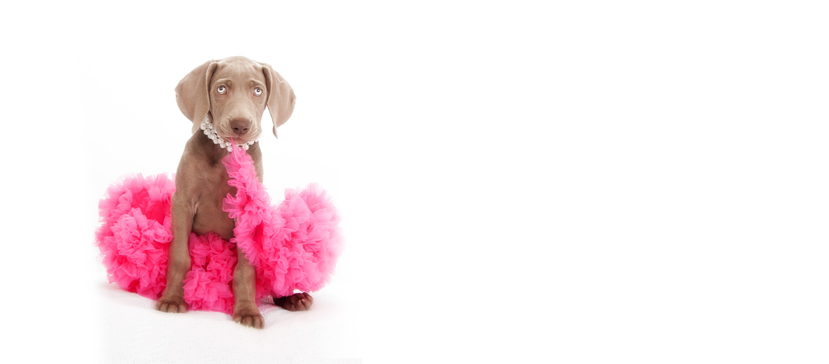 2026-DB-Facebook-tutu