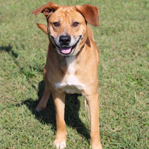 Rover Scover Rover Scover